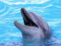 a_nagy_e-szamla_titok_delfin